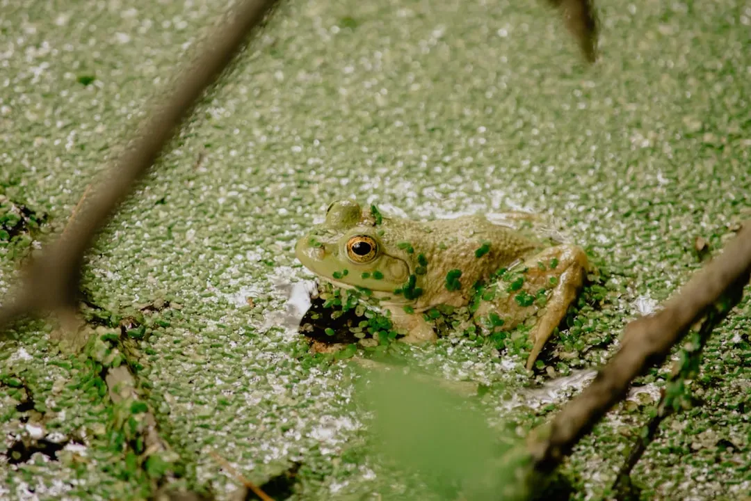 Wood Frogs Literally Freeze Themselves and Come Back to Life (Image Credits: Unsplash)