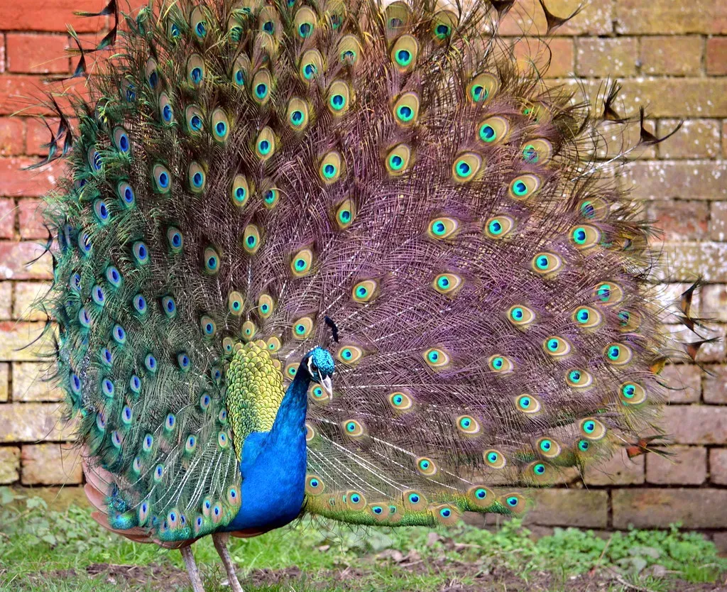 Leo: The Attention Seeking Peacock (Image Credits: Flickr)