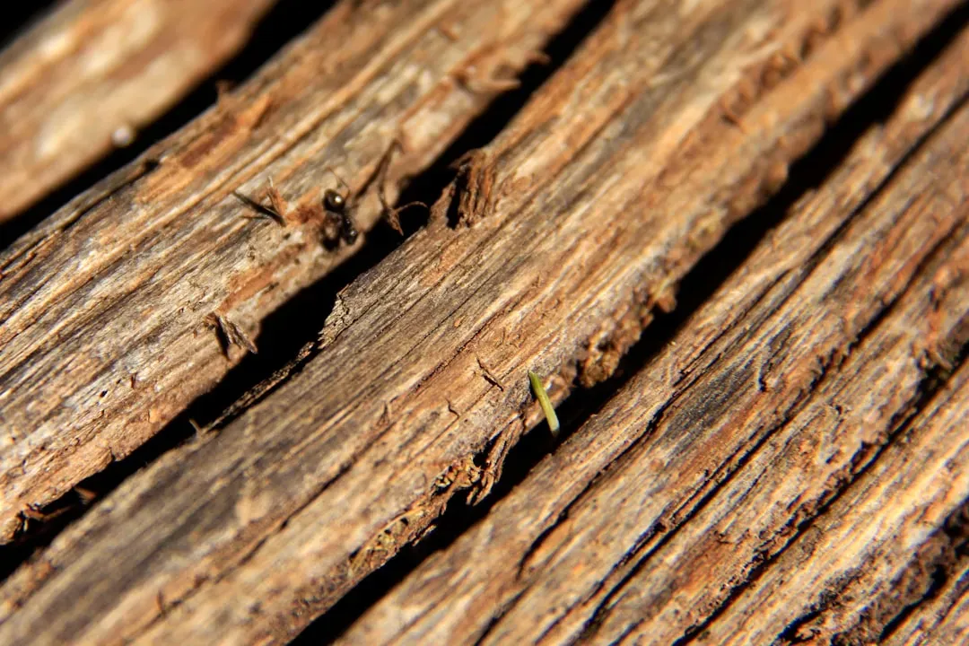 Cedarwood: Nature's Termite Barrier (Image Credits: Unsplash)