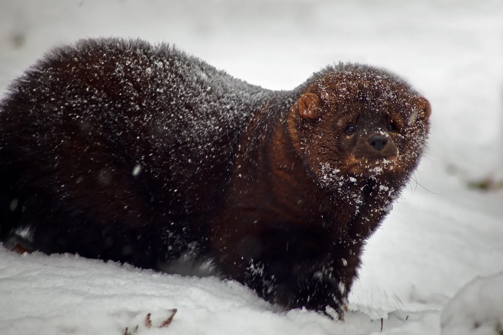 1. Legal Protection Finally Gave Fishers Breathing Room (By ForestWander Nature Photography (www.ForestWander.com) [1], CC BY-SA 3.0 us)