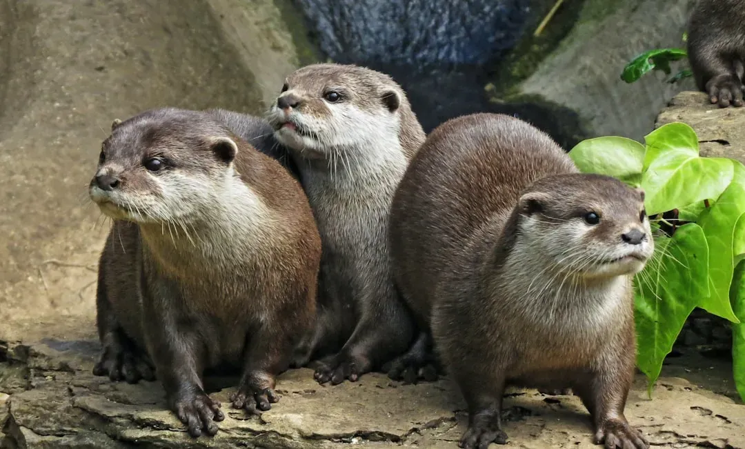 Cancer and the Otter (Image Credits: Unsplash)