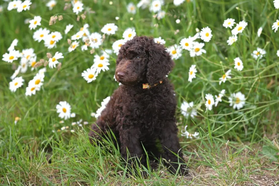 #11 - Curly-Coated Retriever (Image Credits: Pexels)