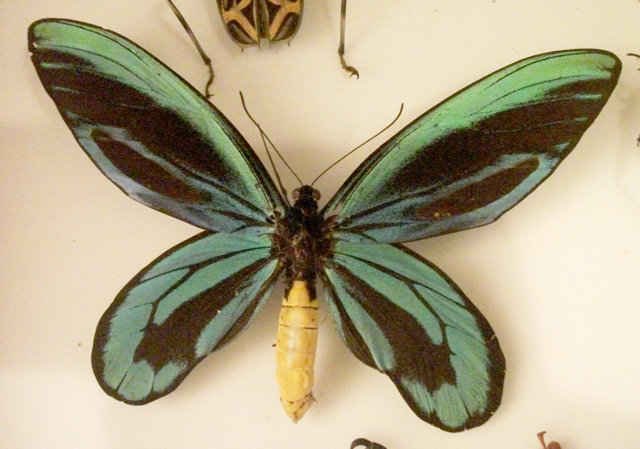 Queen Alexandra's Birdwing (Image Credits: Wikimedia)