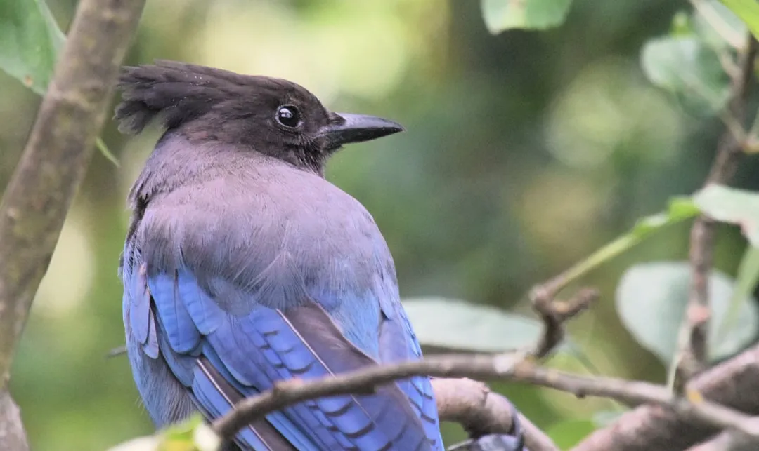Corvids, Crows, And Us: Where Scrub Jays Fit In The Intelligence Family (Image Credits: Unsplash)