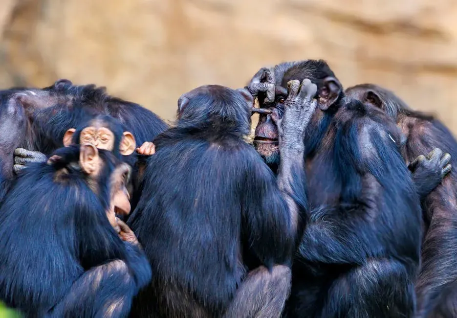 Wild Chimpanzees and Gorillas Form Bonds That Last Decades (Image Credits: Pexels)