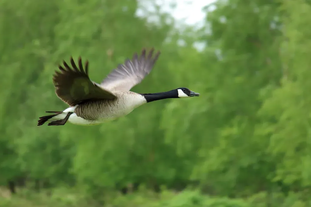 Goose: December 22 to January 19 (Image Credits: Flickr)