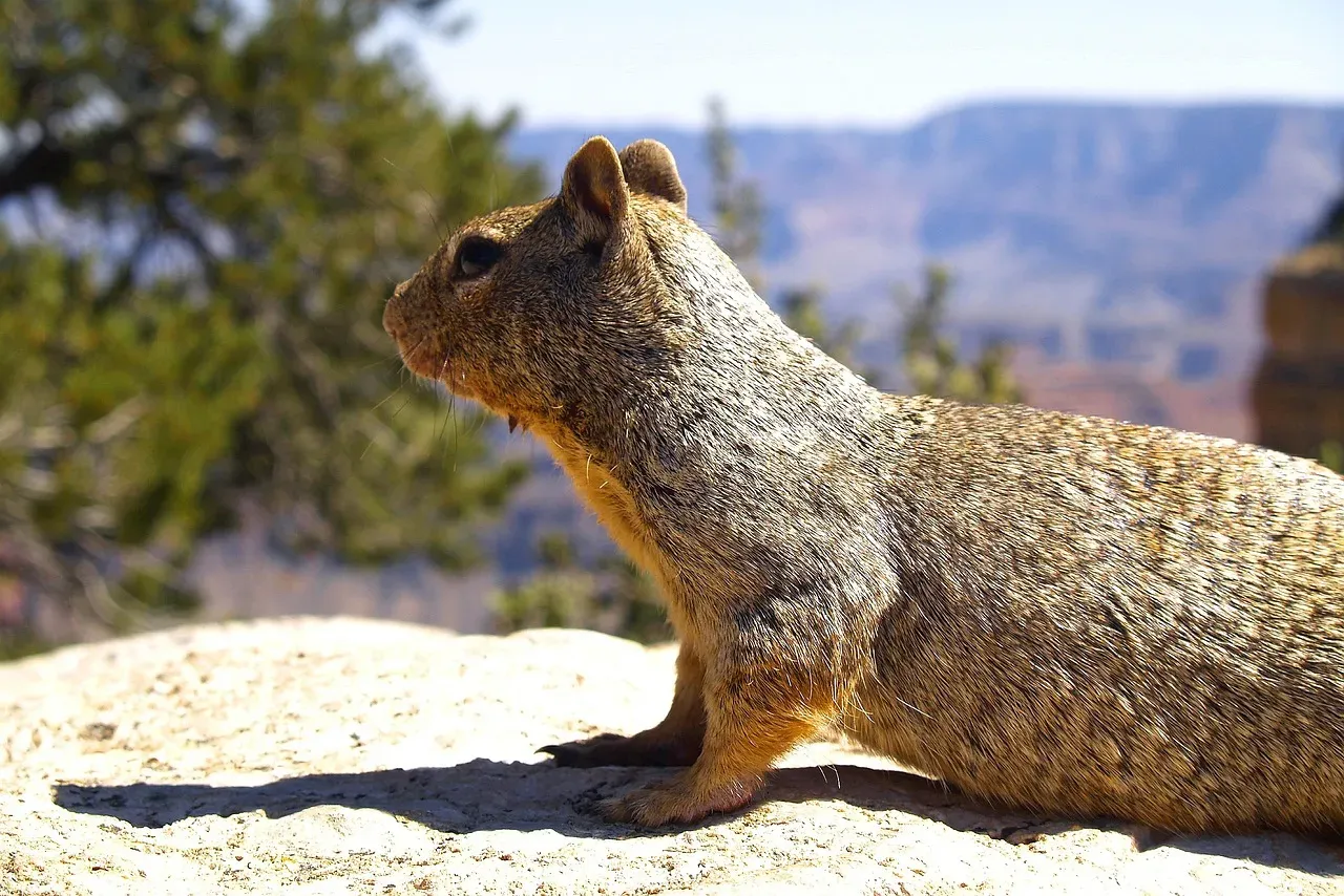 What Makes a State a Gopher Haven? (Image Credits: Pixabay)