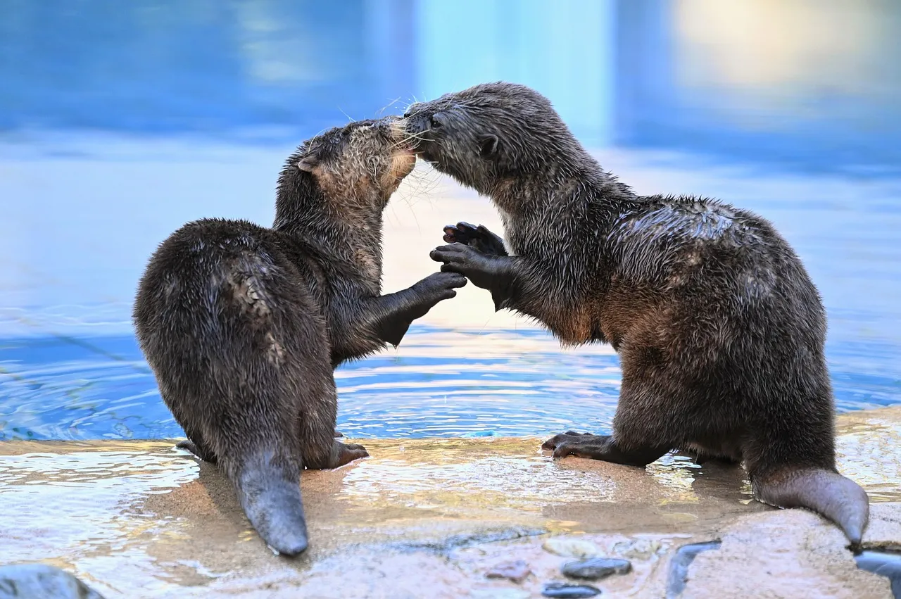 3. North American River Otter: Playful Swimmer, Relentless When Threatened (Image Credits: Pixabay)