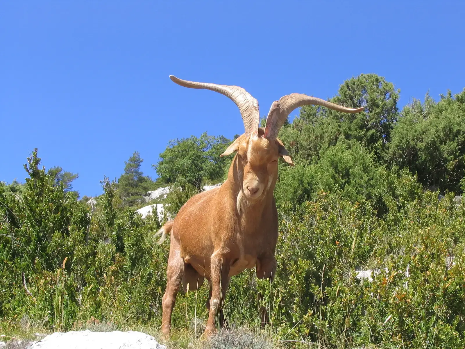 The Ancient Symbolism Behind the Goat Sign (By Dirk Beyer, CC BY-SA 3.0)