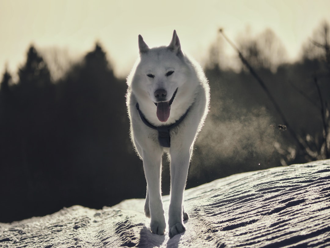 Guardian and Protector Spirit (Image Credits: Unsplash)