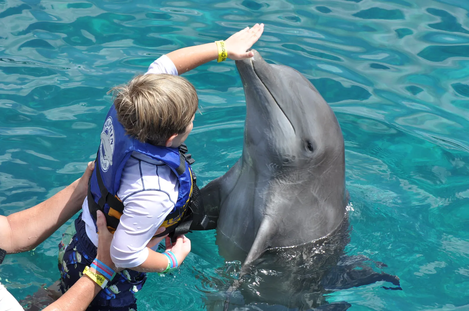 What Dolphin “Names” Mean For Ethics And Conservation (By Josh Grenier, CC BY 2.0)