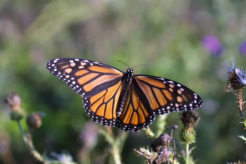 Conclusion: Small Creatures, Massive Impact (Image Credits: Flickr)