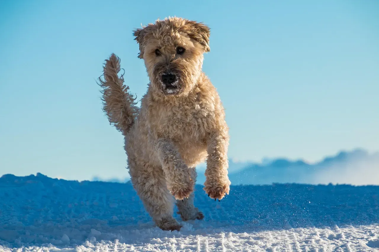 9. Soft Coated Wheaten Terrier - Ireland's Hidden Gem (Image Credits: Pixabay)
