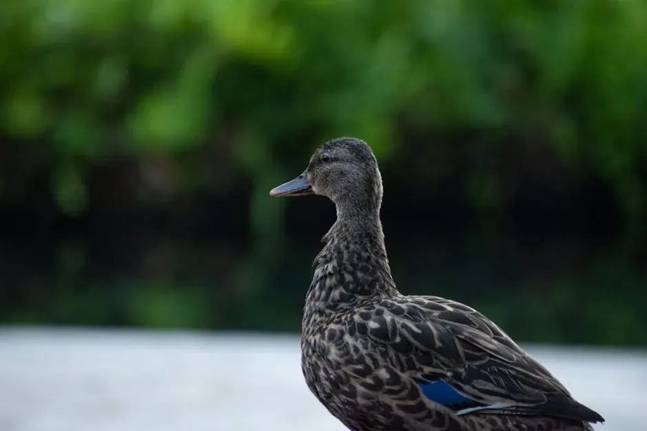 9. Koloa Maoli (Hawaiian Duck) (Image Credits: Pexels)