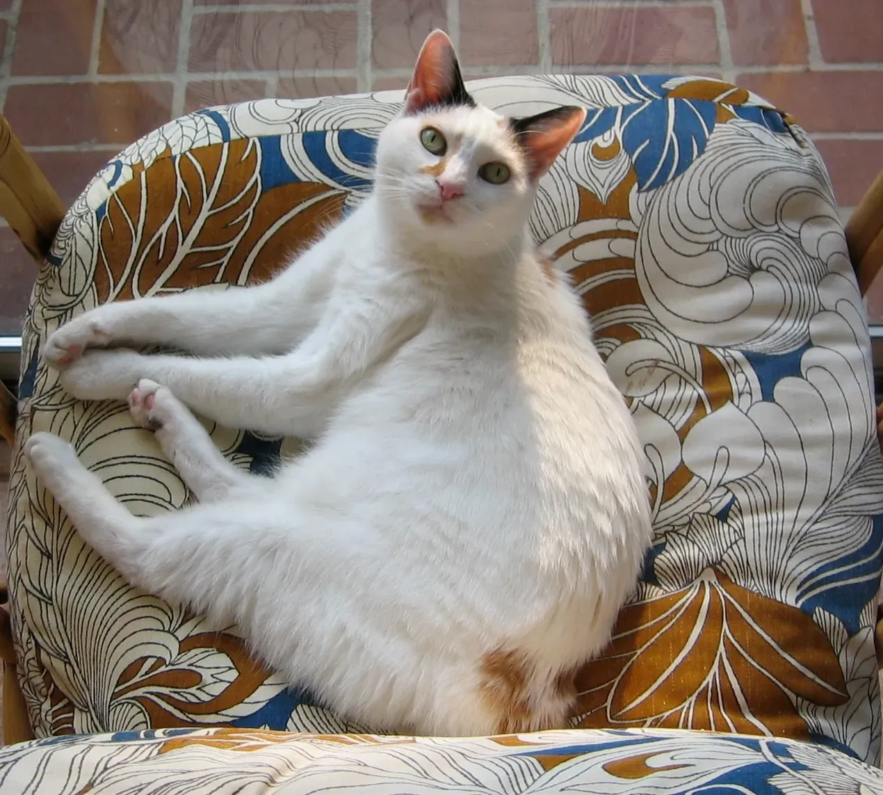 Japanese Bobtail (Image Credits: Wikimedia)