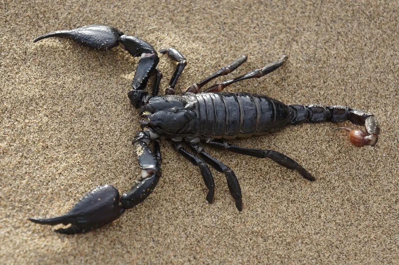 Scorpions, Beetles, and the Tiny Giants of the Sand (Image Credits: Pixabay)