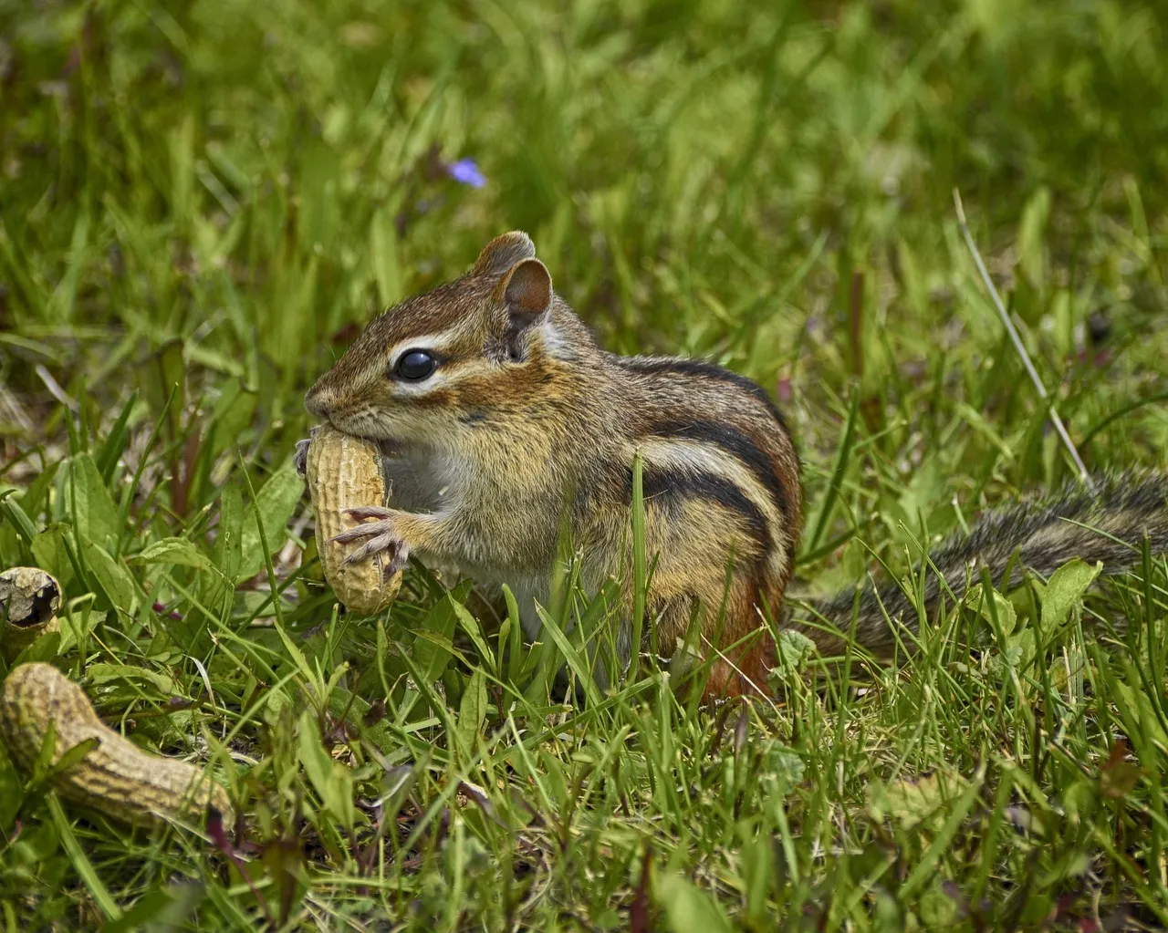 #8 Eastern Chipmunk (Image Credits: Pixabay)