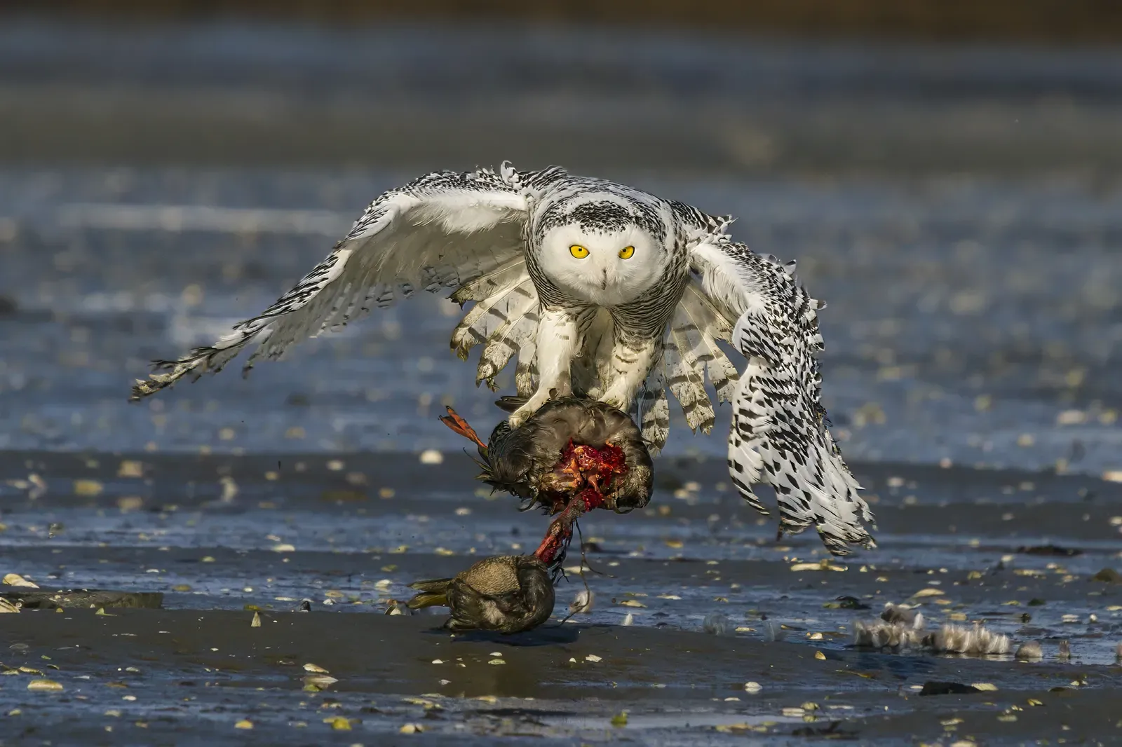 Not All Owls Hoot (Image Credits: Wikimedia)