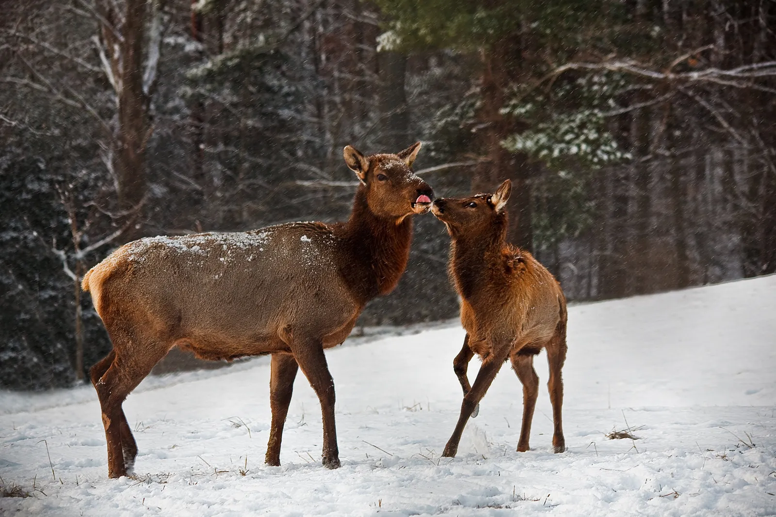 Why Elk And Deer Raise Their Young So Differently (By ForestWander, CC BY-SA 3.0 us)