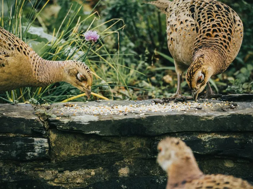 14. Provide Ground Feeding Areas for Shy and Non-Perching Birds (Image Credits: Pexels)