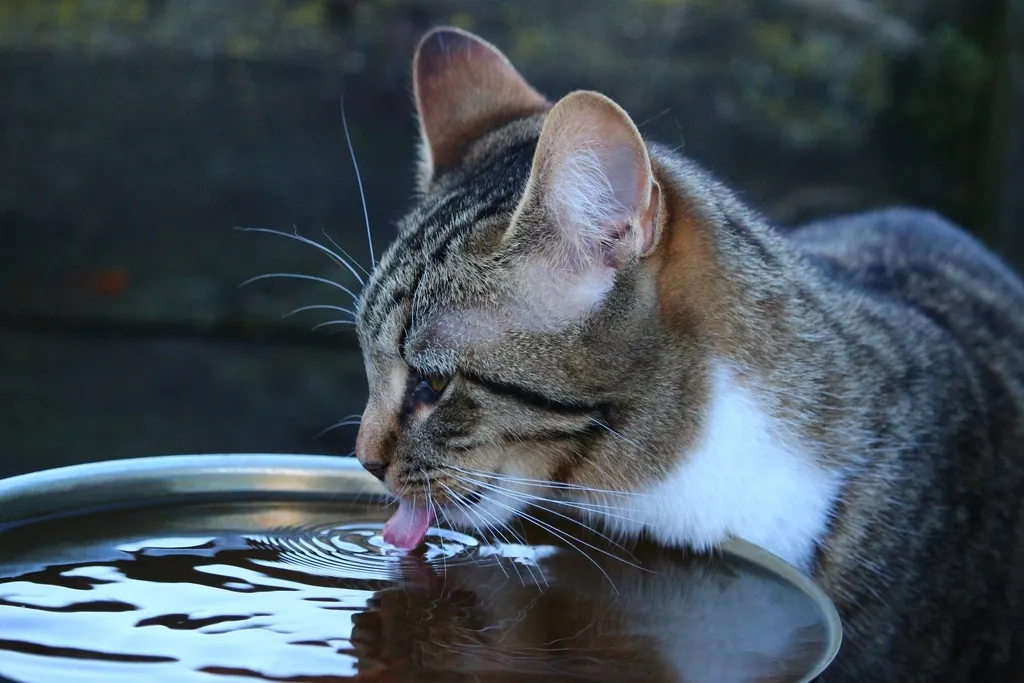 #4 - Drinking Way More… or Suddenly Almost Nothing (Image Credits: Rawpixel)
