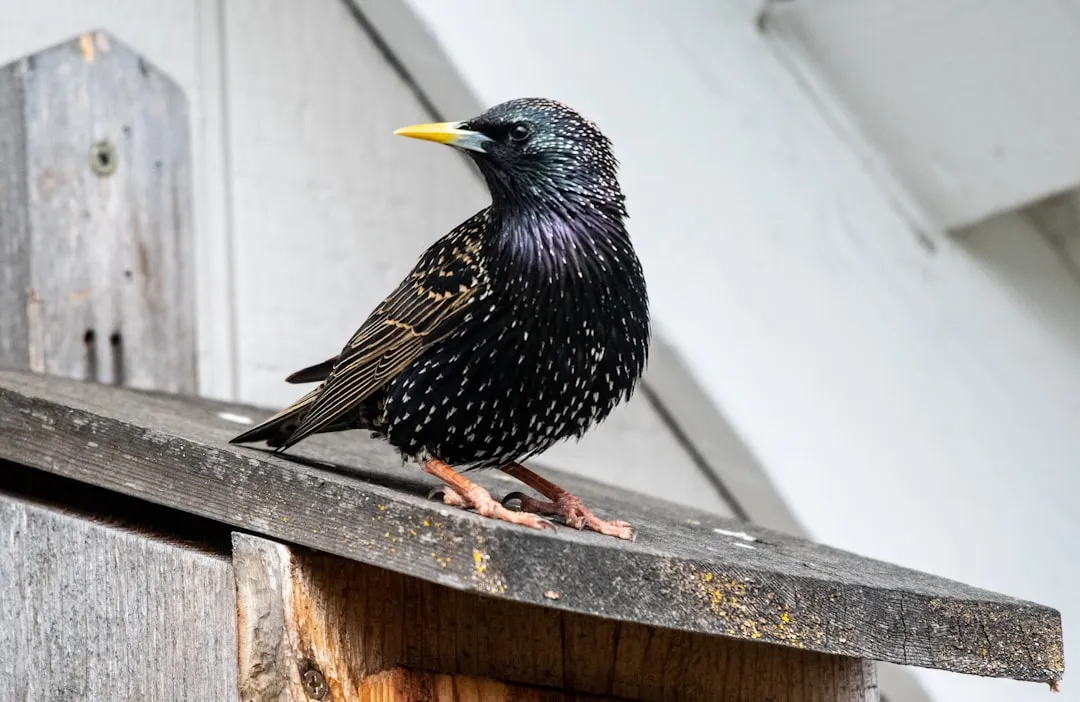 #7 - Common Starling: Earlier, Bolder, and Not Everyone's Happy About It (Image Credits: Unsplash)
