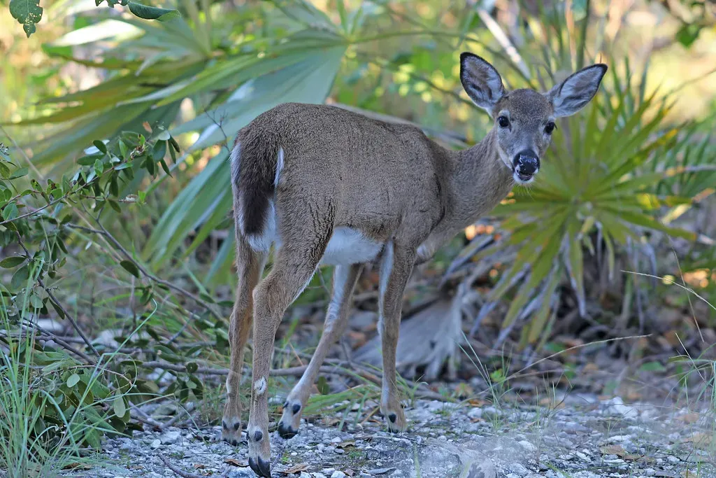 Conservation Efforts and the Road to Recovery (Judy Gallagher, Flickr, CC BY 2.0)