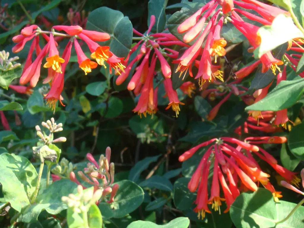 4 Plant in Clusters (BeckyCortino, Flickr, CC BY 2.0)