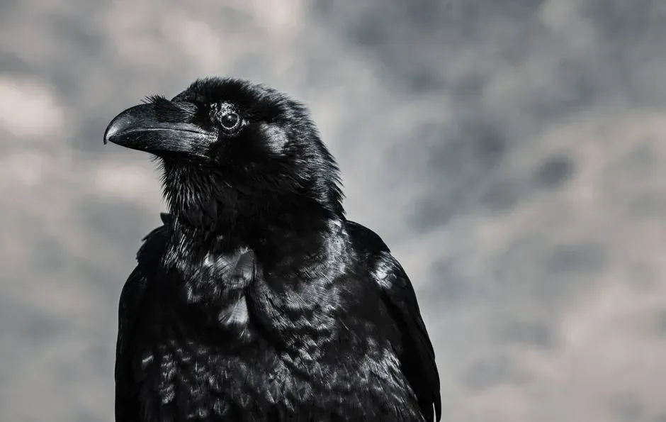 Comparing Ravens to Other Birds: A Cognitive Outlier (Image Credits: Pexels)