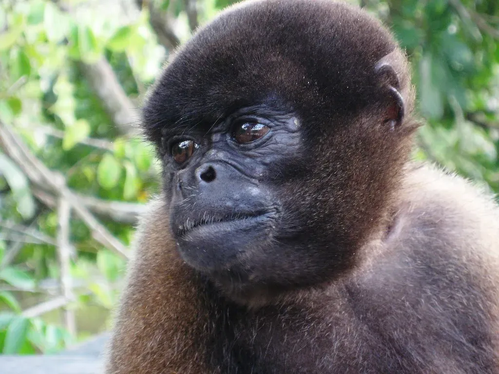Conclusion: The Jungle Knows You Better Than You Think (fishbone1, Flickr, CC BY 2.0)