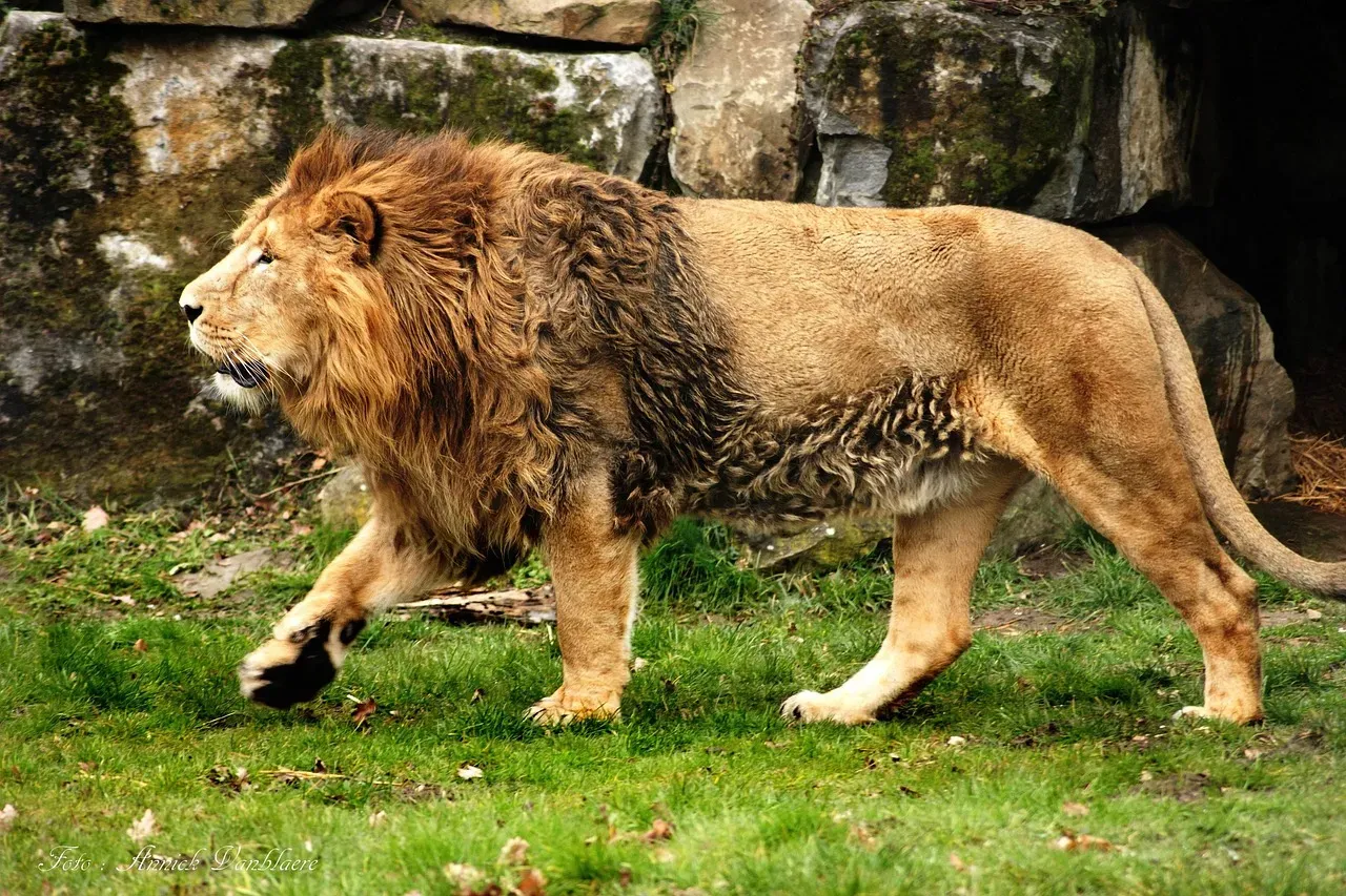 Leo Moon: The Lion (Image Credits: Pixabay)