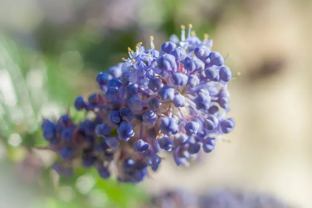 California Wild Lilac: The Western Wonder (Image Credits: Flickr)