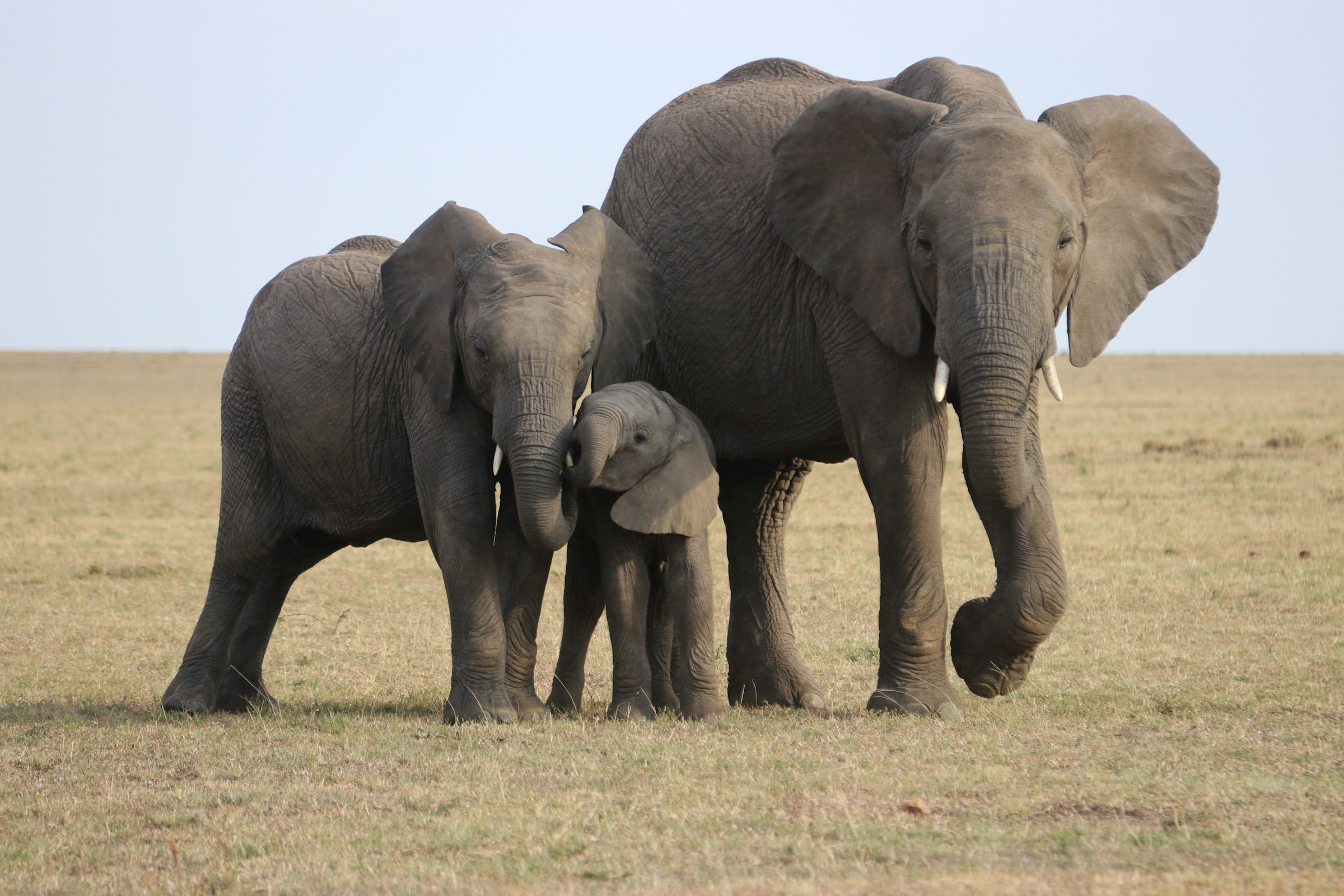 Animal Behavior Says Elephants Comfort Distressed Herd Members Using Behaviors Similar to Consolation