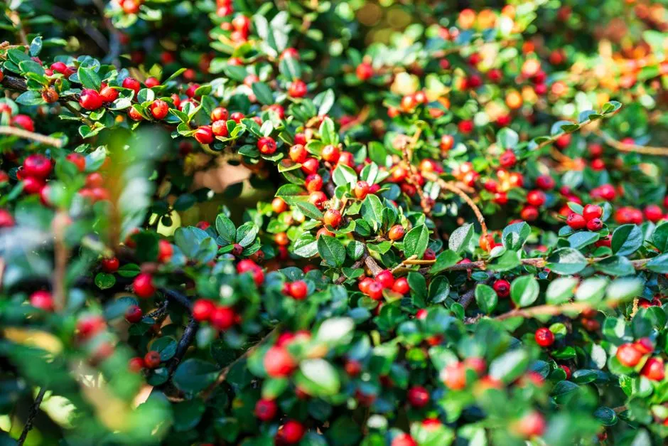#6 - Hold Off on Trimming Berry Hedges (Image Credits: Pexels)