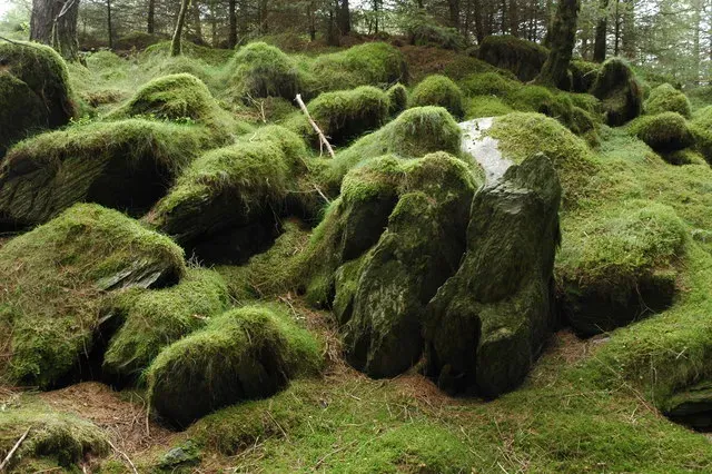 Goblin Forest, New Zealand (Image Credits: Wikimedia)