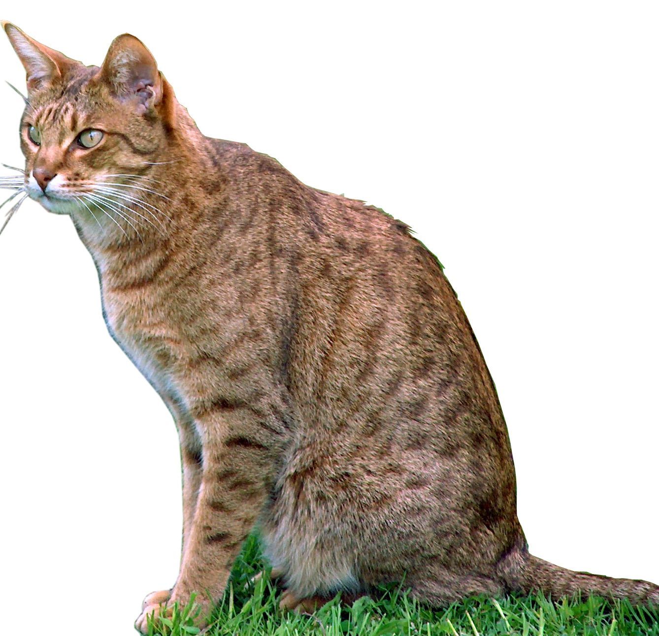 Ocicat (Image Credits: Wikimedia)