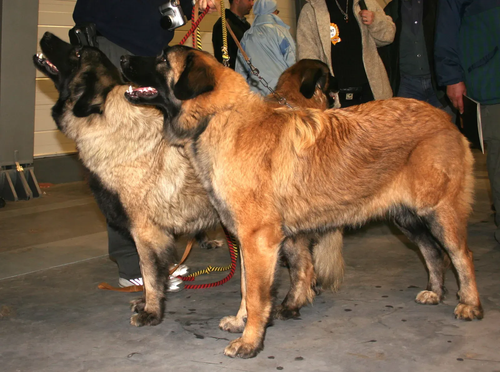 Estrela Mountain Dog: Portugal's Mountain Maverick (Image Credits: Wikimedia)