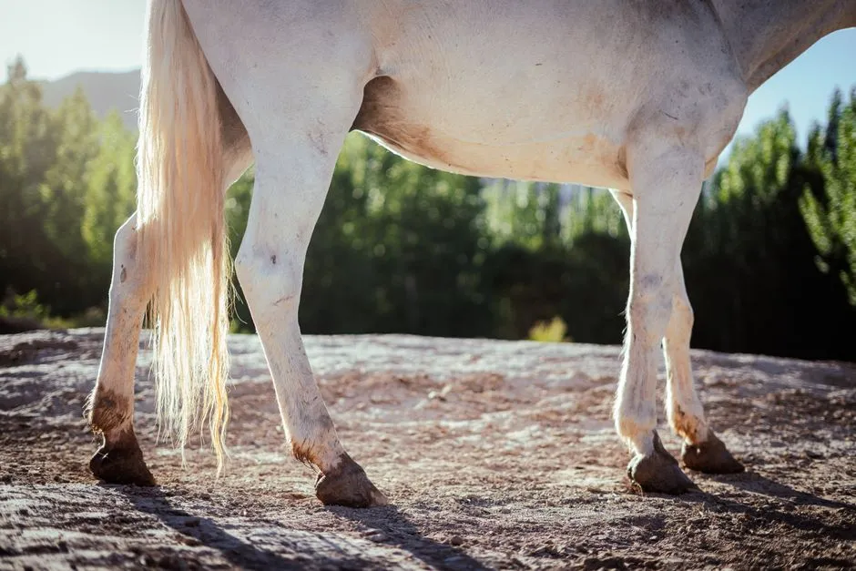 4. Joint and Hoof Problems That Stop Responding to Treatment (Image Credits: Pexels)
