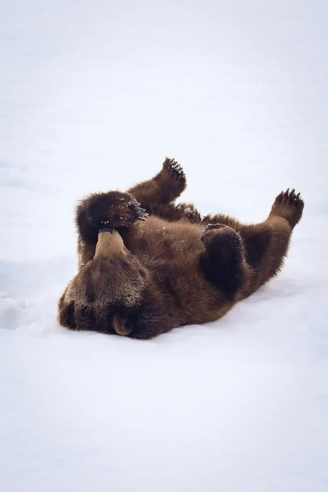 The Muscle Mystery: Why Hibernators Don't Waste Away (Image Credits: Unsplash)