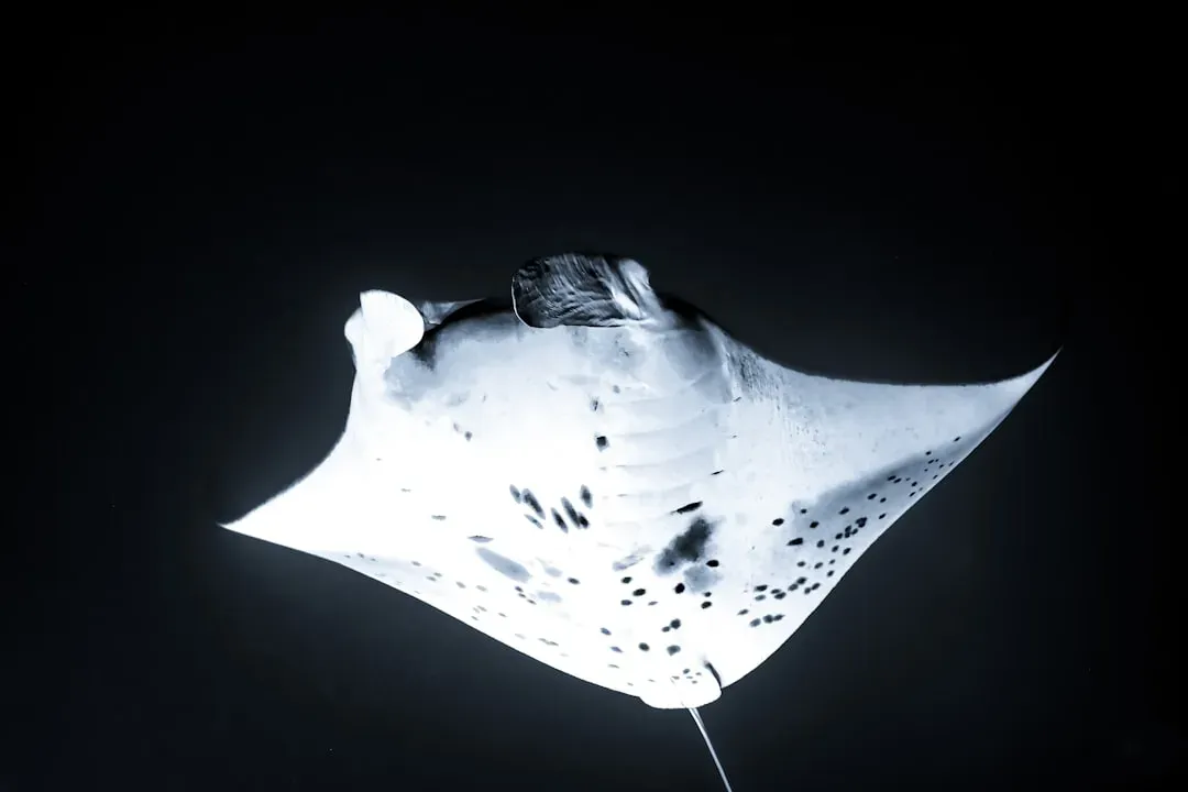 Manta Rays and Whale Sharks: Science Steps In Before It's Too Late (Image Credits: Unsplash)