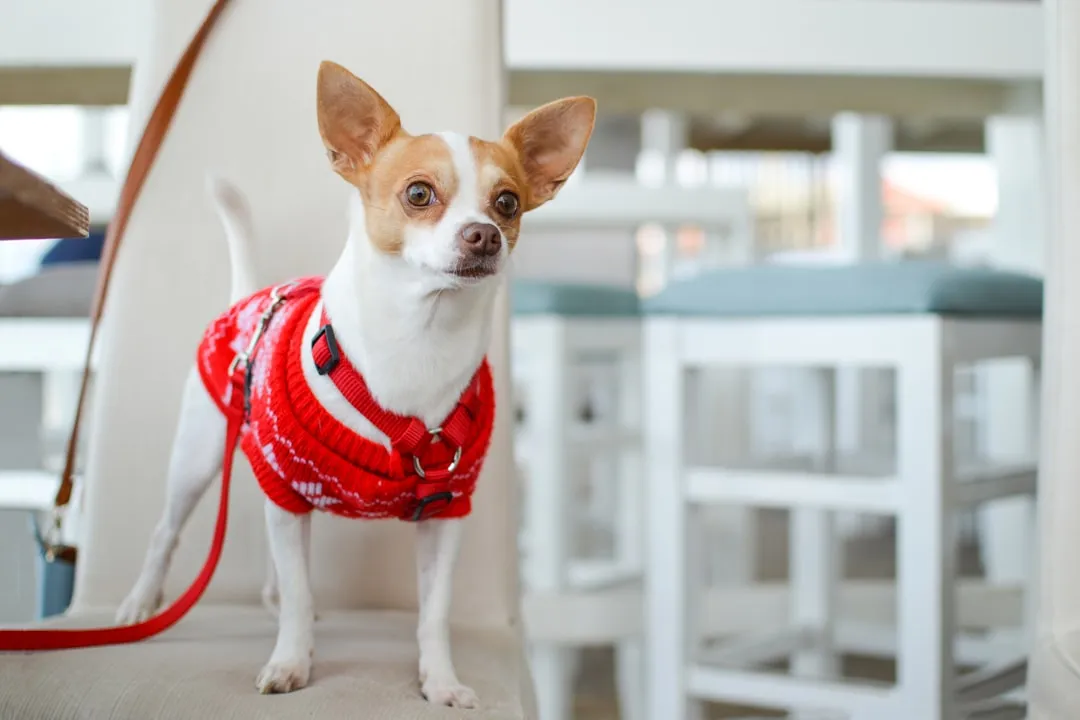 18. Chihuahua: Big Attitude, Tiny Thermal Capacity (Image Credits: Unsplash)