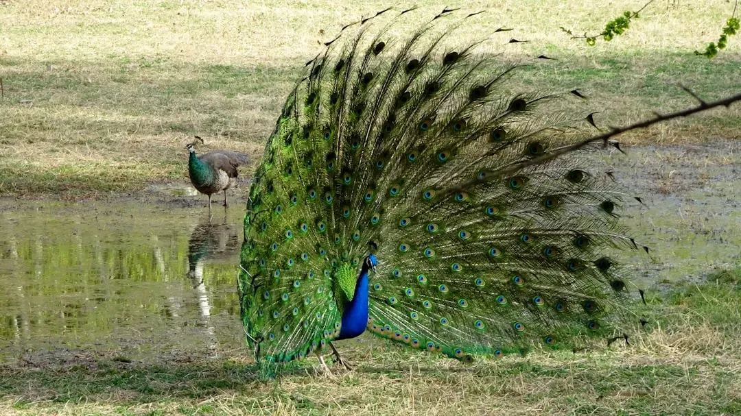 10. Peacock Spiders' Dance Routines (Image Credits: Unsplash)