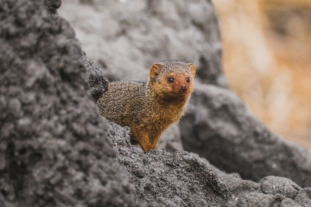 The Broader Lesson: Evolution's Response to Existential Threats (Image Credits: Unsplash)