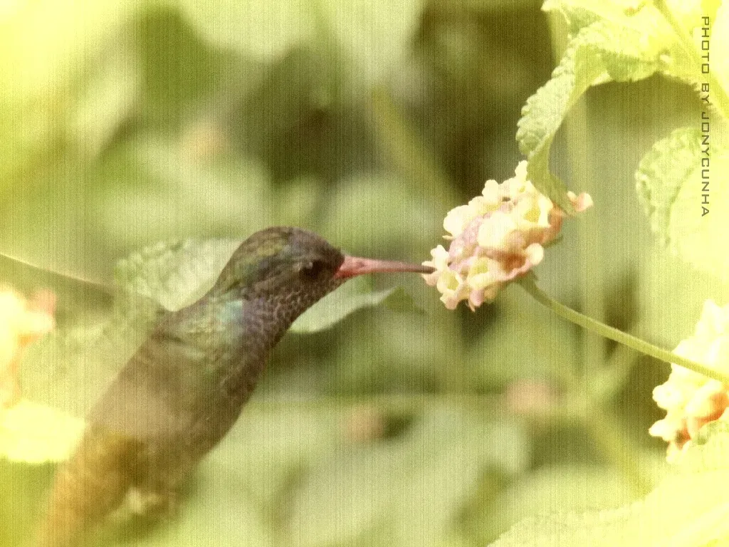 #10. They Enter Deeper Torpor at Night to Conserve the Fat They're Building (jonycunha, Flickr, CC BY-SA 2.0)