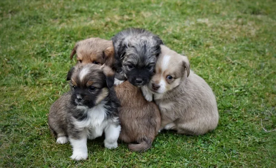 #1 - Mixed Breed (Terrier or Hound Mixes) (Image Credits: Pexels)