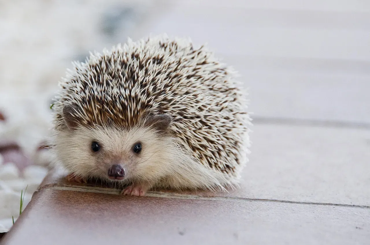 The Science of Staying Small: Why Tiny Size Is Actually a Superpower (Image Credits: Pixabay)