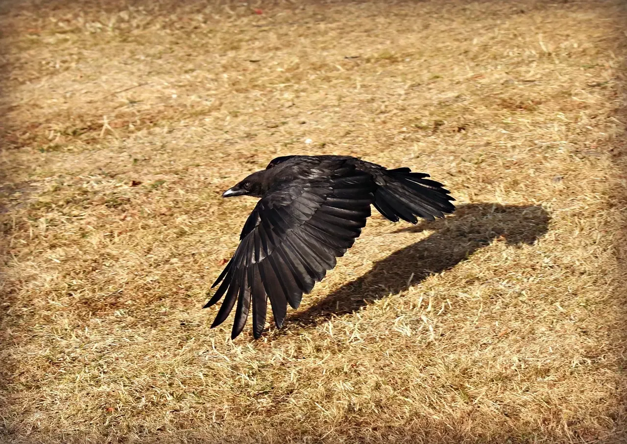 Birds Flying Low (Image Credits: Pixabay)