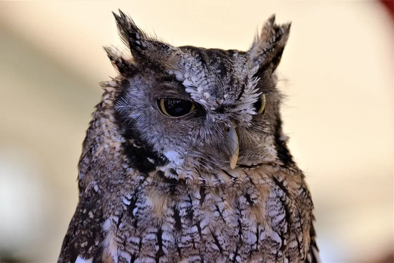 The Eastern Screech-Owl Trill Mistaken for Insects (Image Credits: Pixabay)