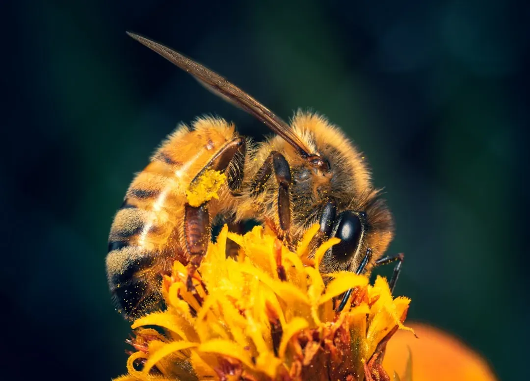 Conclusion: What a Tiny Creature Teaches Us About Communication Itself (Image Credits: Unsplash)