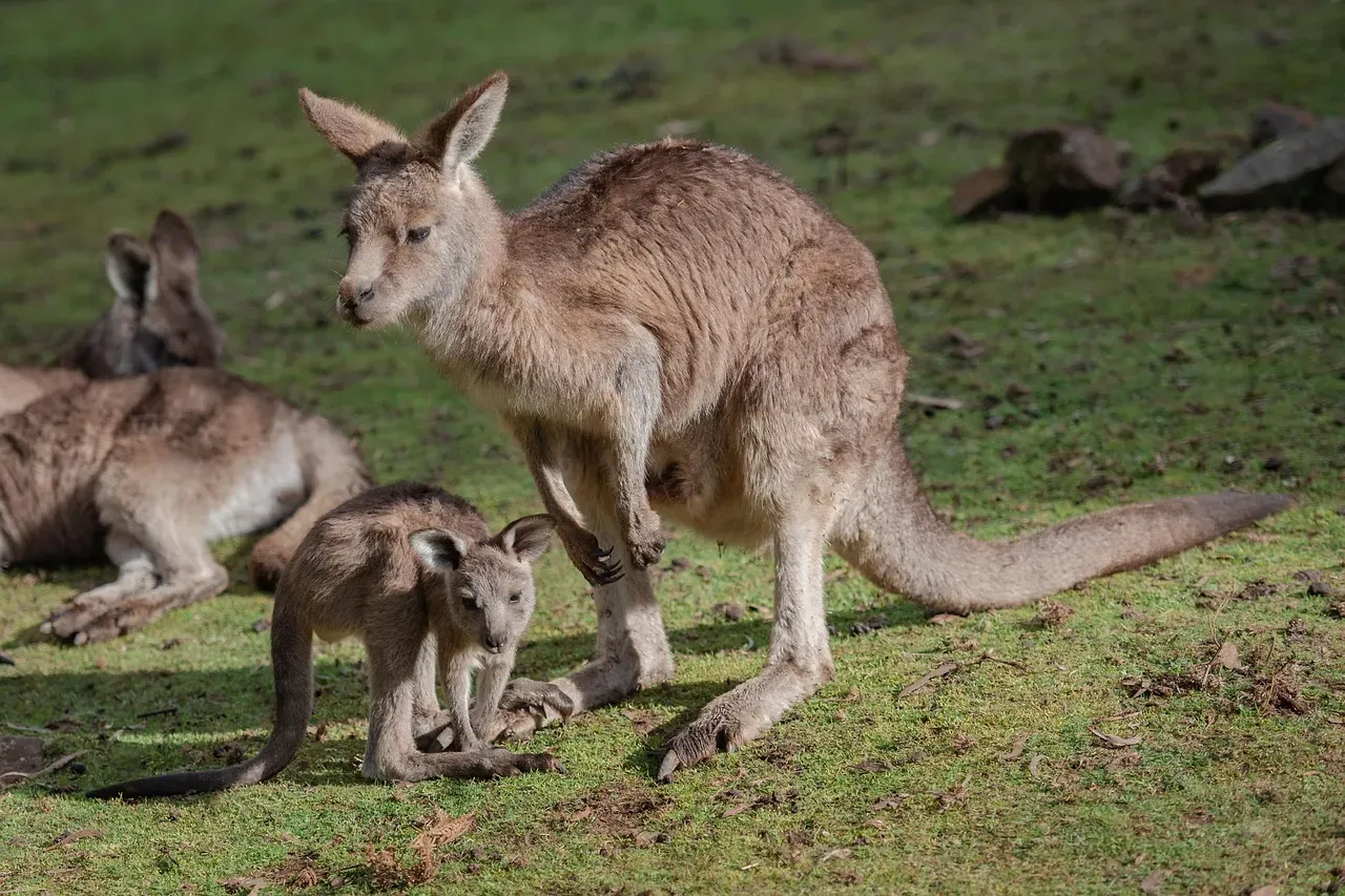 How Kangaroos Physically Communicated Their Needs (Image Credits: Pixabay)